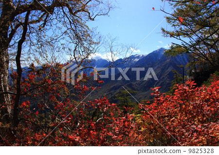 北阿爾卑斯山Tsugaike自然公園 9825328
