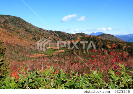 北阿爾卑斯山Tsugaike自然公園 9825336