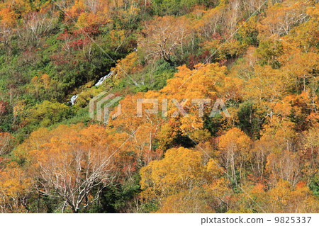 北阿爾卑斯山Tsugaike自然公園 北阿爾卑斯山Tsugaike自然公園 9825337