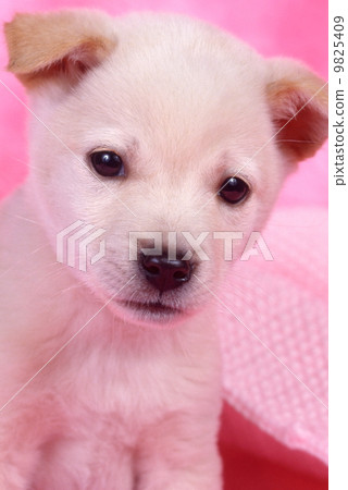 White cute little puppy White cute little puppy 9825409