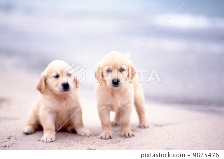 A good friend cute puppy A good friend cute puppy 9825476
