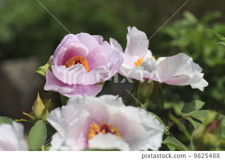 牡丹花 9825488
