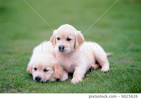 A good friend cute puppy 9825626