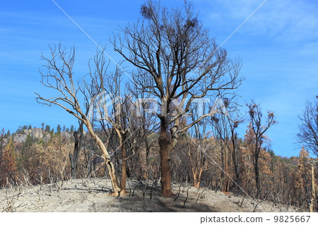 優勝美地的森林火災現場 9825667