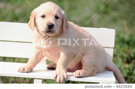 Cute little puppy 9825684