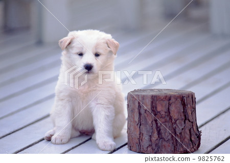 Cute little puppy 9825762