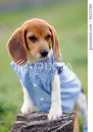 Beagle wearing clothes 9825764