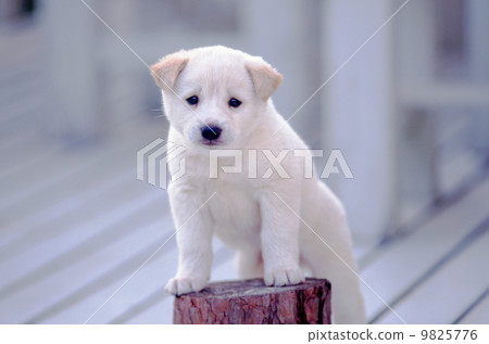 Cute little puppy Cute little puppy 9825776