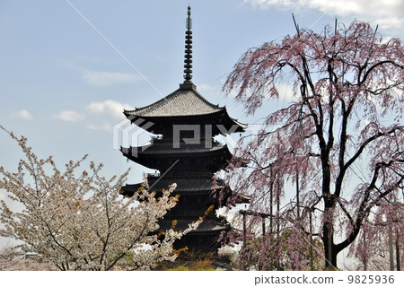 Garden view of Kyoto Toji 9825936