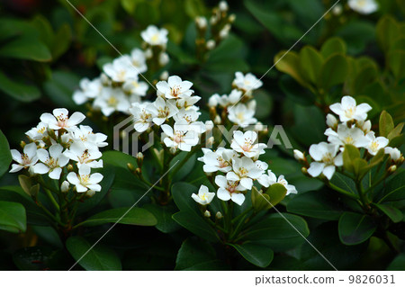 Sharing bouquet 9826031