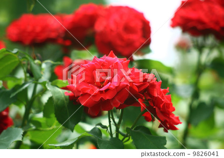 A red rose 9826041