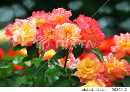 Roses of red violet 9826042