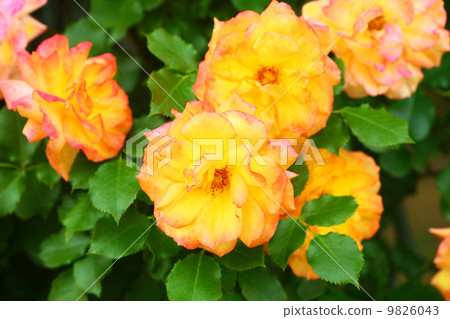 橙色的玫瑰 9826043