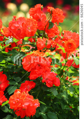 Red rose red Red rose red 9826045