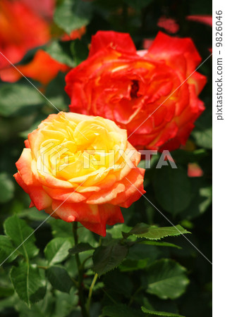 yellow and red roses yellow and red roses 9826046
