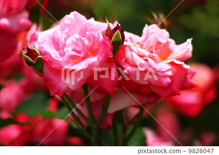 A red rose A red rose 9826047