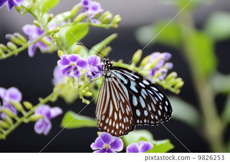 琉球Asakimadara堅持杜蘭塔 琉球Asakimadara堅持杜蘭塔 9826253