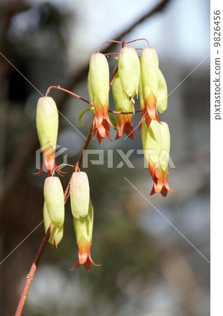 Ceylon Benkei 9826456