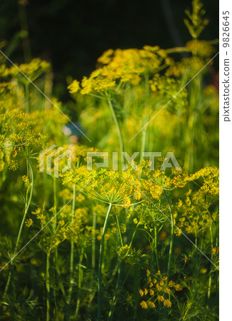 Branch Of Fresh Green Dill 9826645