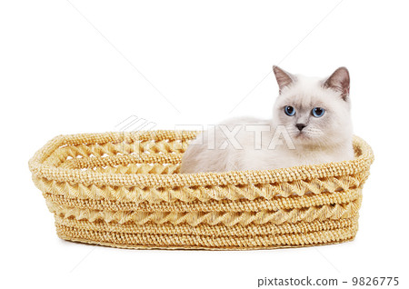 cat sits in basket 9826775