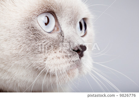 Closeup of british short hair cat 9826776
