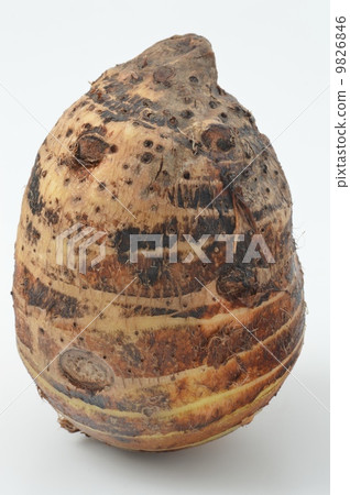 Shrimp potato Shrimp potato 9826846