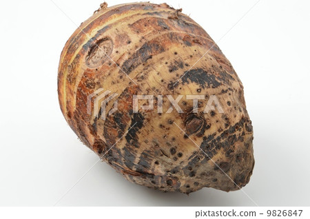 Shrimp potato Shrimp potato 9826847