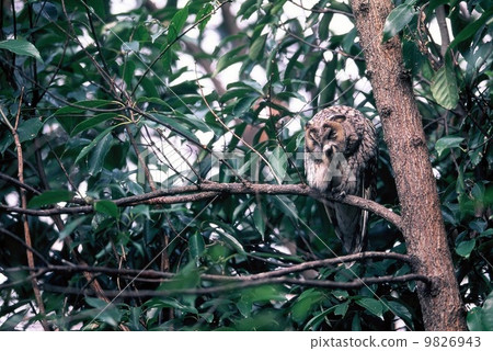 Tafłuc Tafłuc 9826943