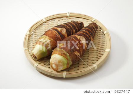 竹筍 竹筍 9827447