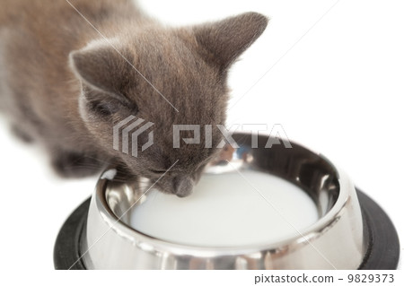 Grey kitten drinking up milk in a bowl 9829373