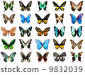 Tropical butterflies 9832039