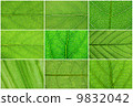 Green leaves 9832042