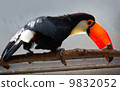 Toucan 9832052
