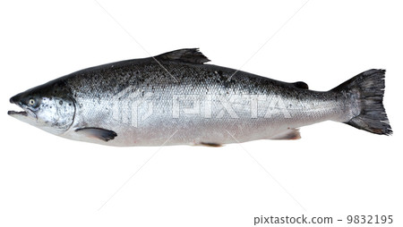 Fresh salmon Fresh salmon 9832195