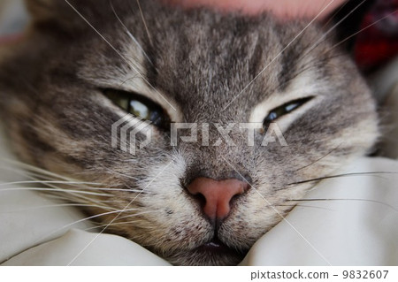 Happy cat Happy cat 9832607