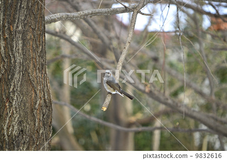 棕色的耳朵 9832616