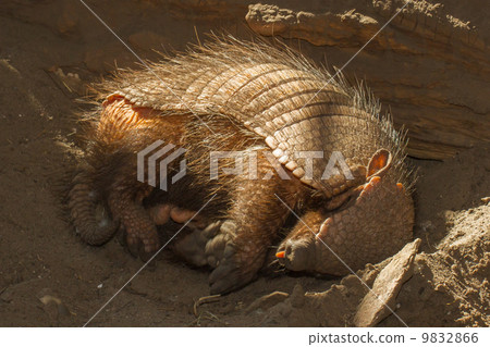 Sleeping armadillo (Chaetophractus villosus) 9832866