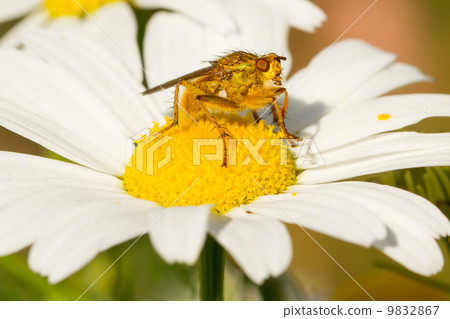 Small fly on an ox eye daisy 9832867