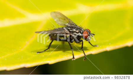Common house fly 9832878