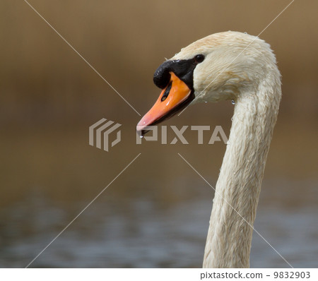 A graceful swan in a lake 9832903