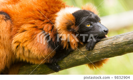 Red-bellied Lemur (Eulemur rubriventer) 9832904