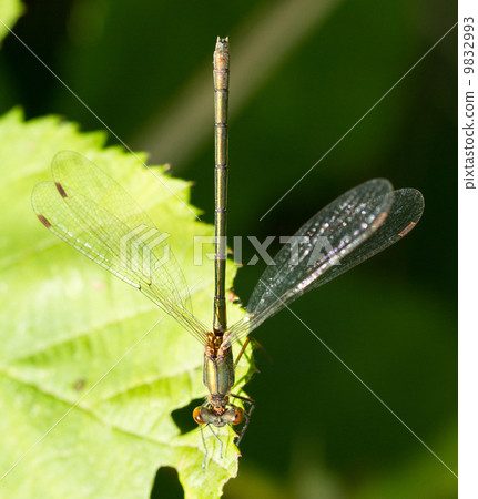 A dragonfly on a leaf 9832993