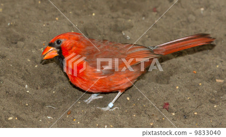 Northern Cardinal in captivity Northern Cardinal in captivity 9833040