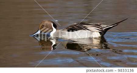 Northern pintail drake swimming Northern pintail drake swimming 9833136