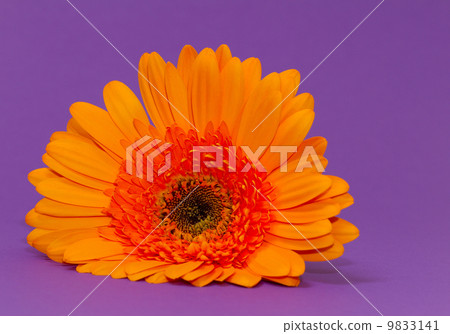 One single gerbera flower One single gerbera flower 9833141
