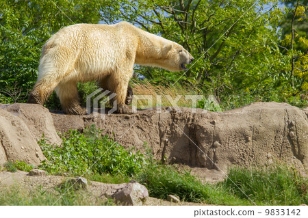Close-up of a polarbear in capticity Close-up of a polarbear in capticity 9833142