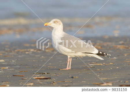 Herring gull on a beach 9833150