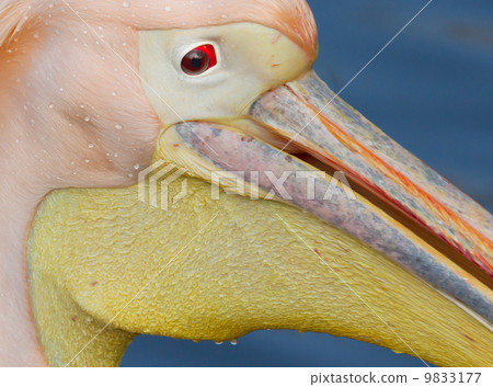 A close-up of a pelican 9833177