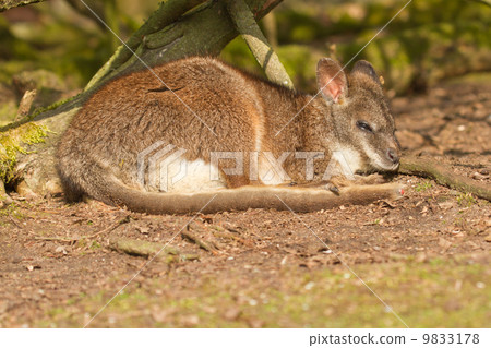 A sleeping parma wallaby A sleeping parma wallaby 9833178
