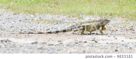 Iguana (Iguana iguana) Iguana (Iguana iguana) 9833181